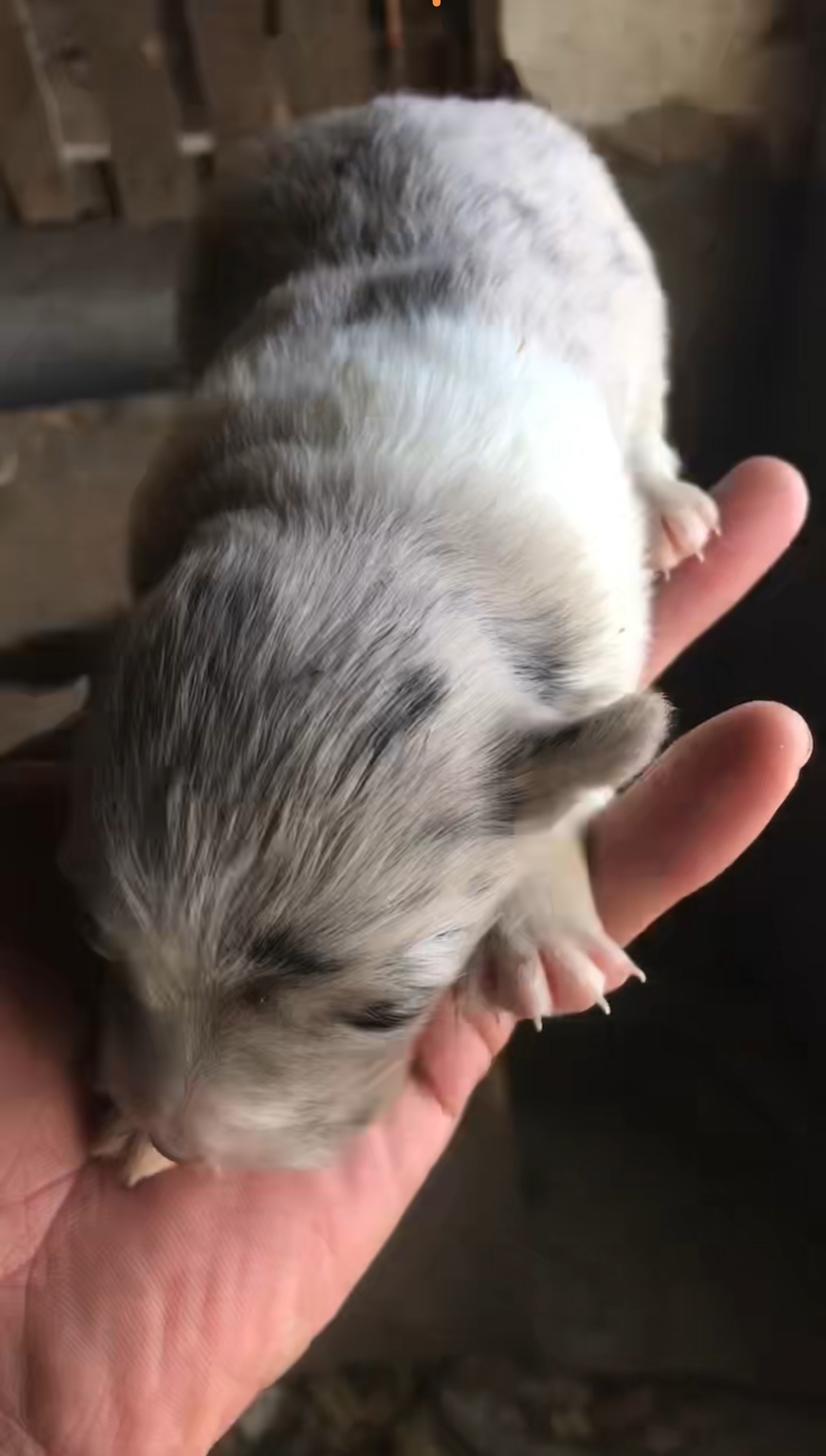 一共七只，毛色性别不同价格有些差距，具体私信